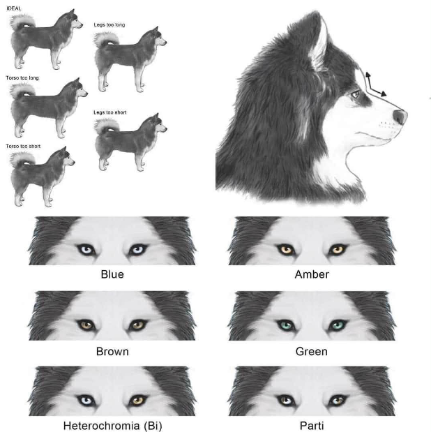Pomsky idéal