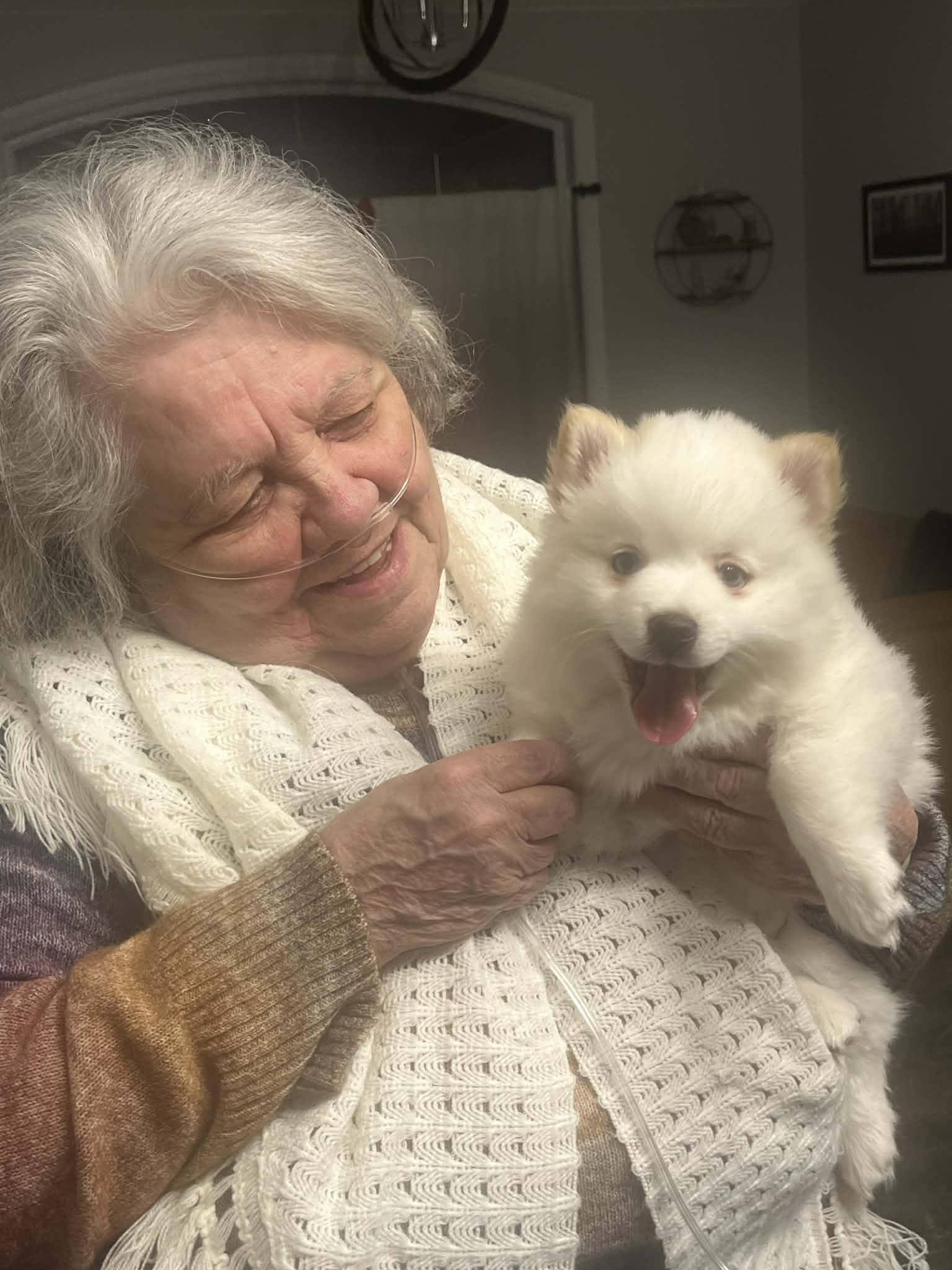 Photo Pomsky