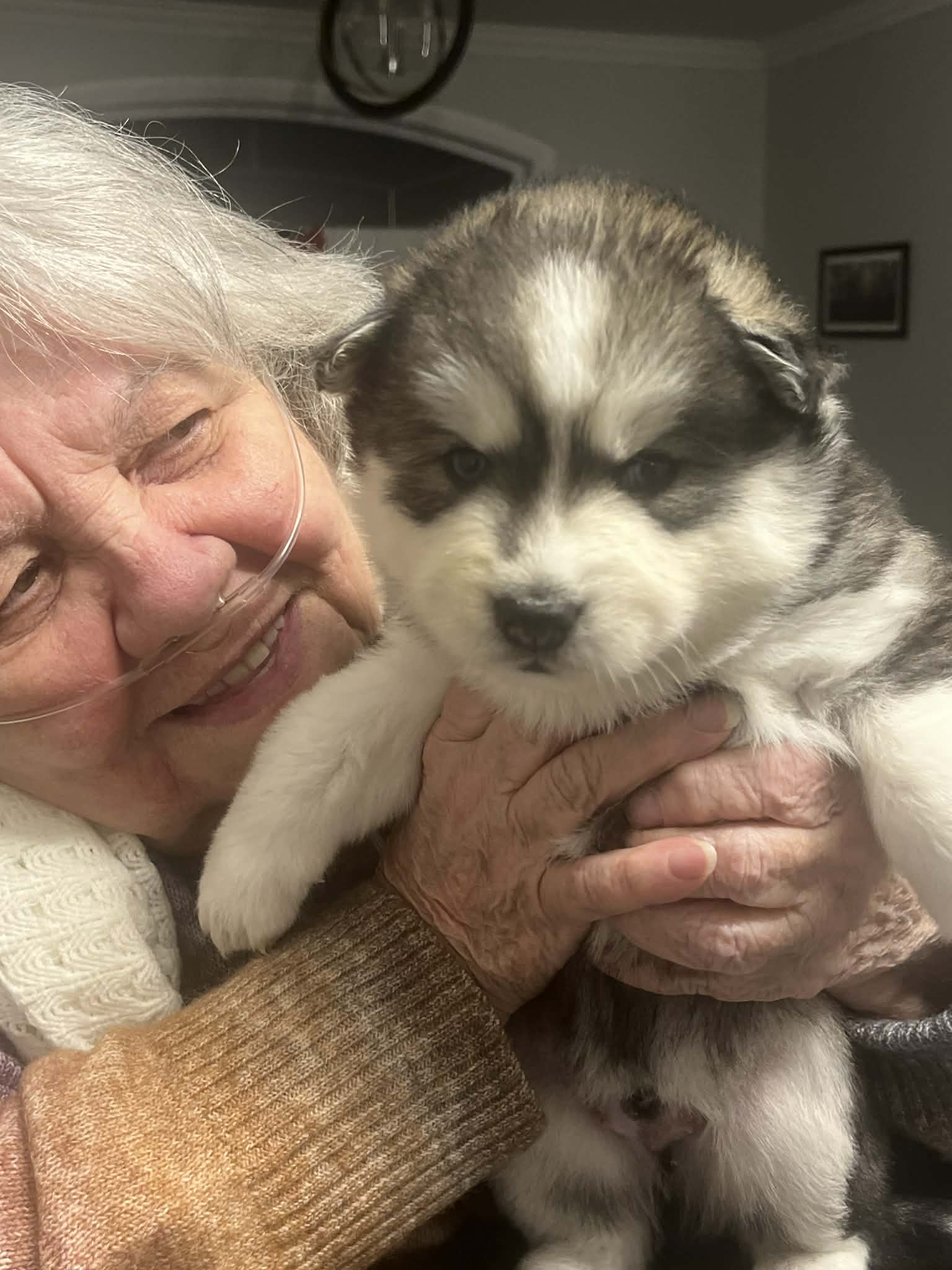 Photo Pomsky