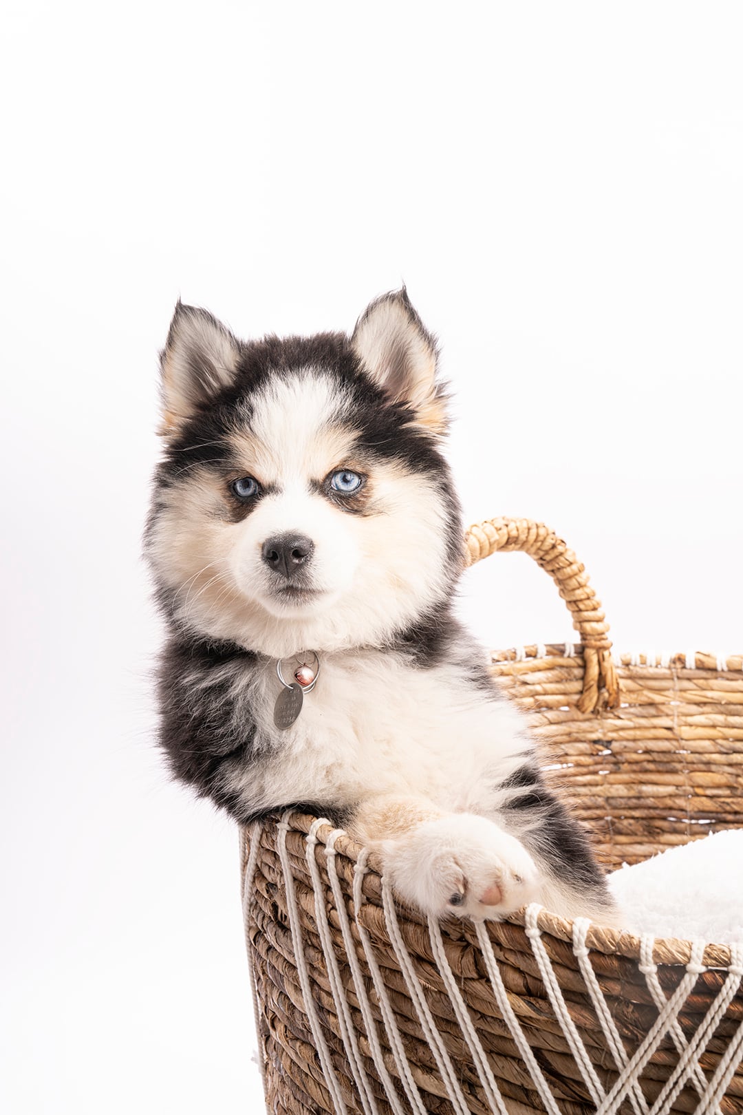 Élevage familial de Pomsky