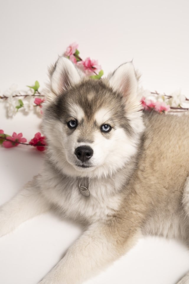 Pomsky fleurs