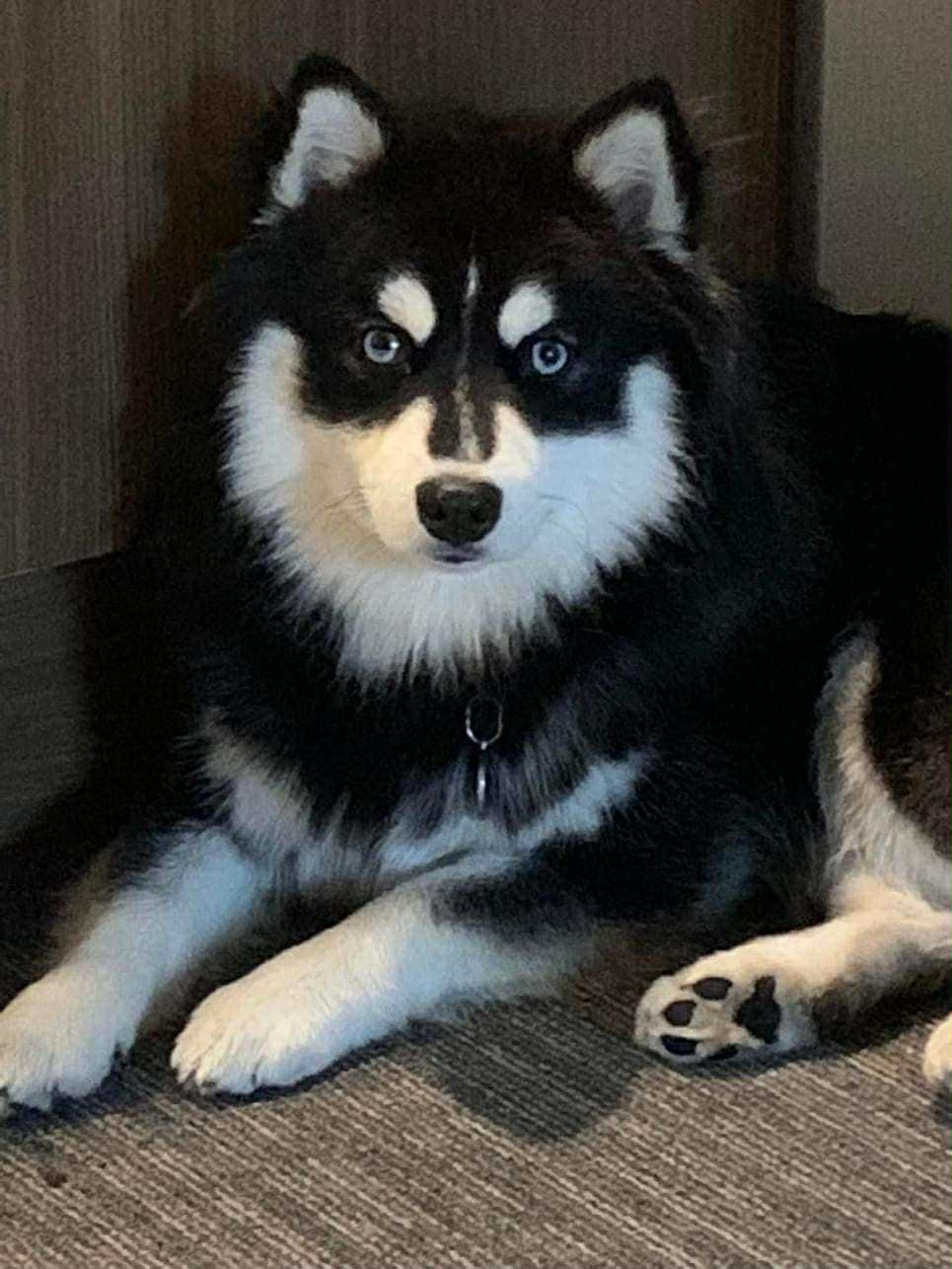 Photo Pomsky