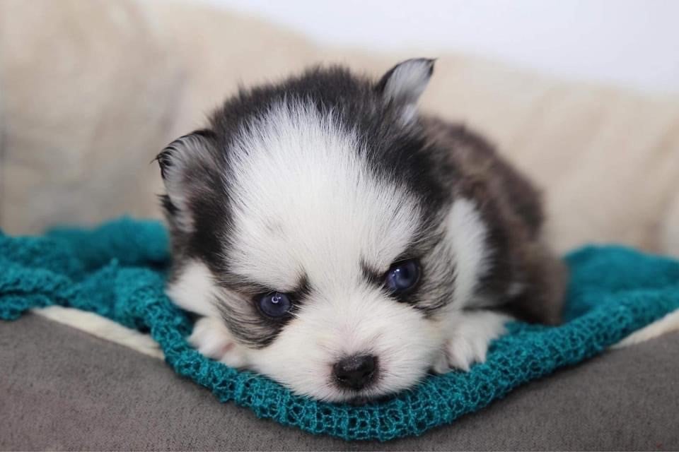 Photo Pomsky