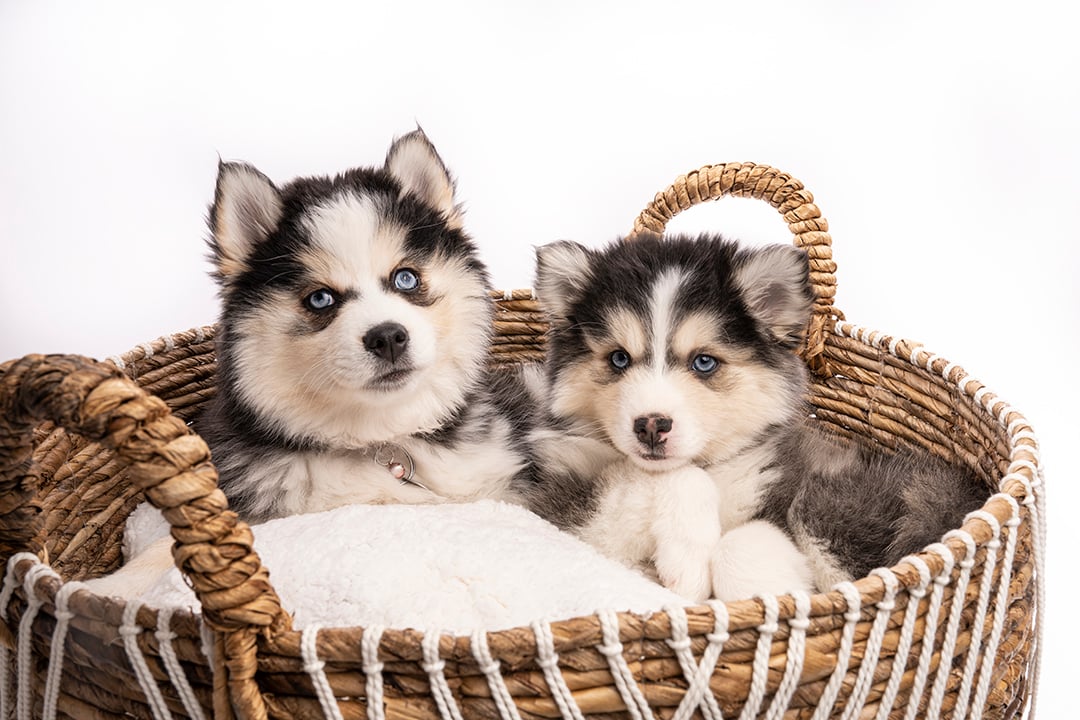 Photo Pomsky