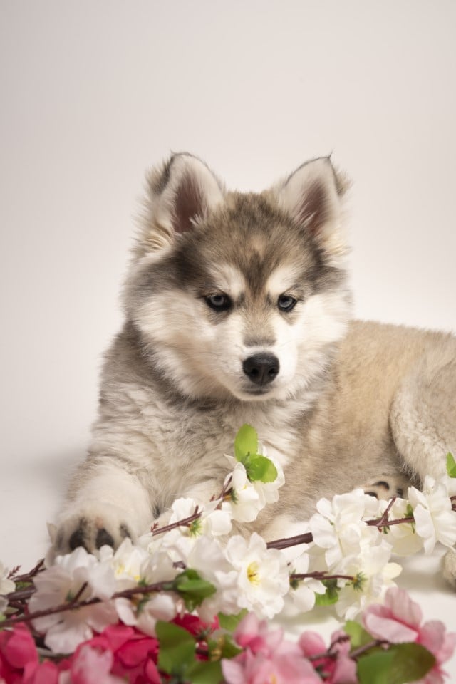 Photo Pomsky