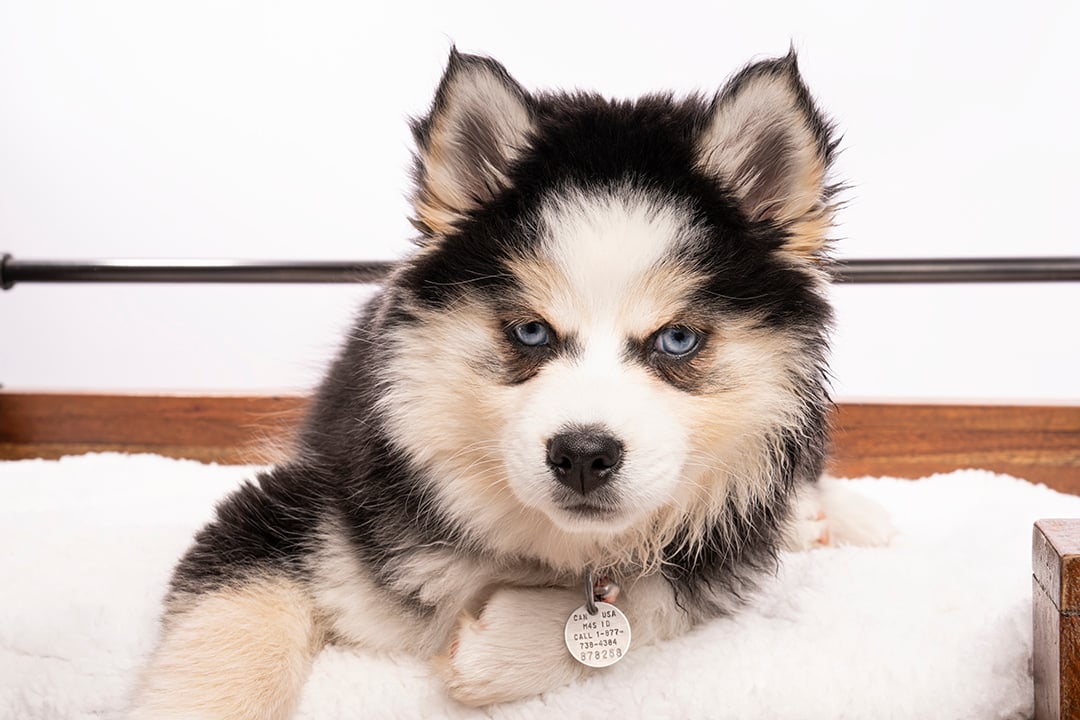 Photo Pomsky
