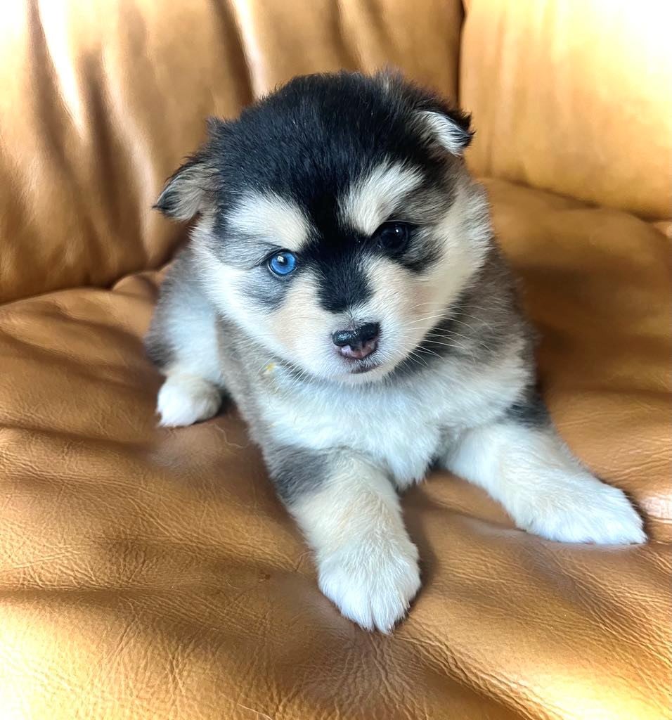 Photo Pomsky