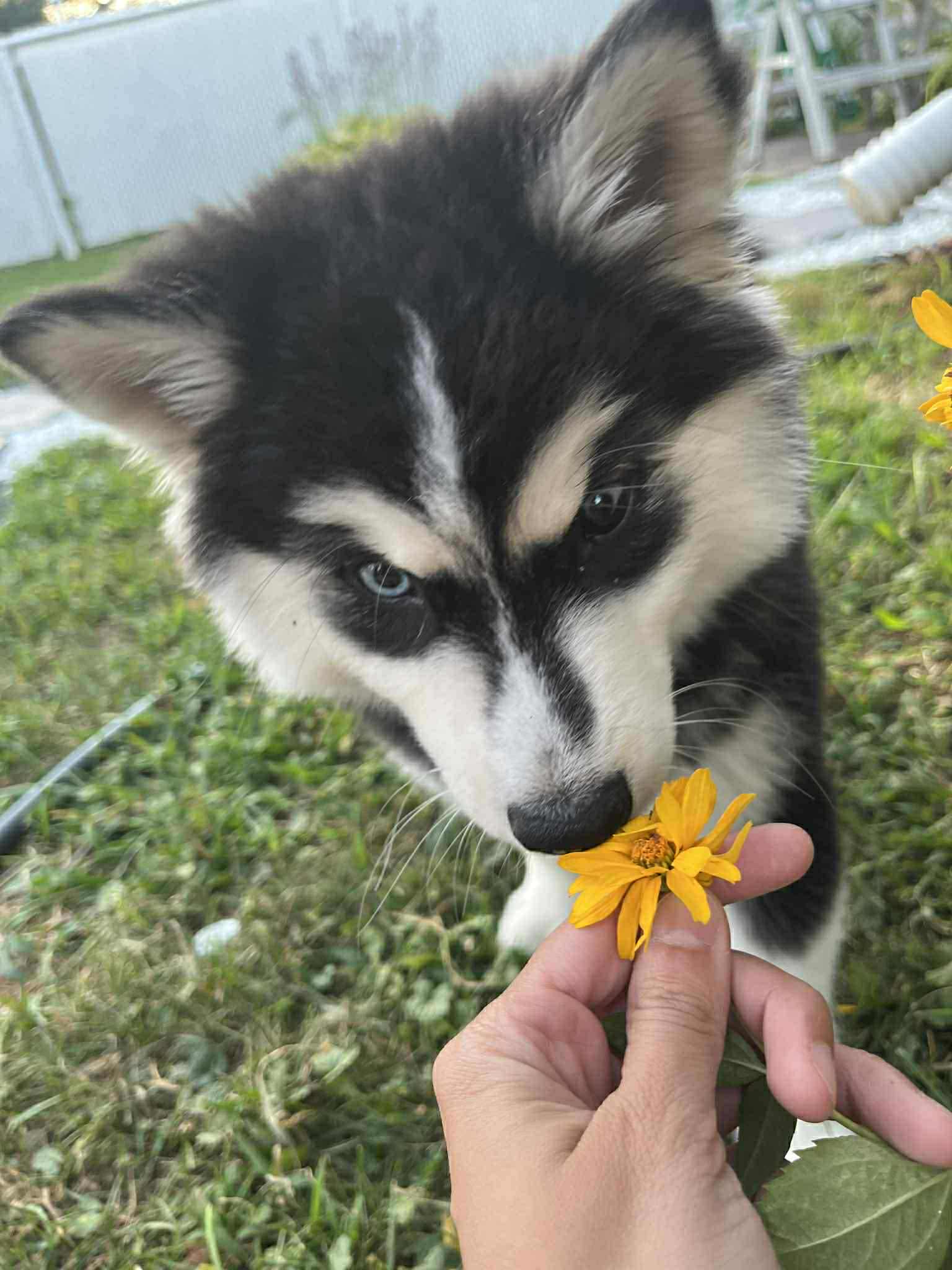 Photo Pomsky