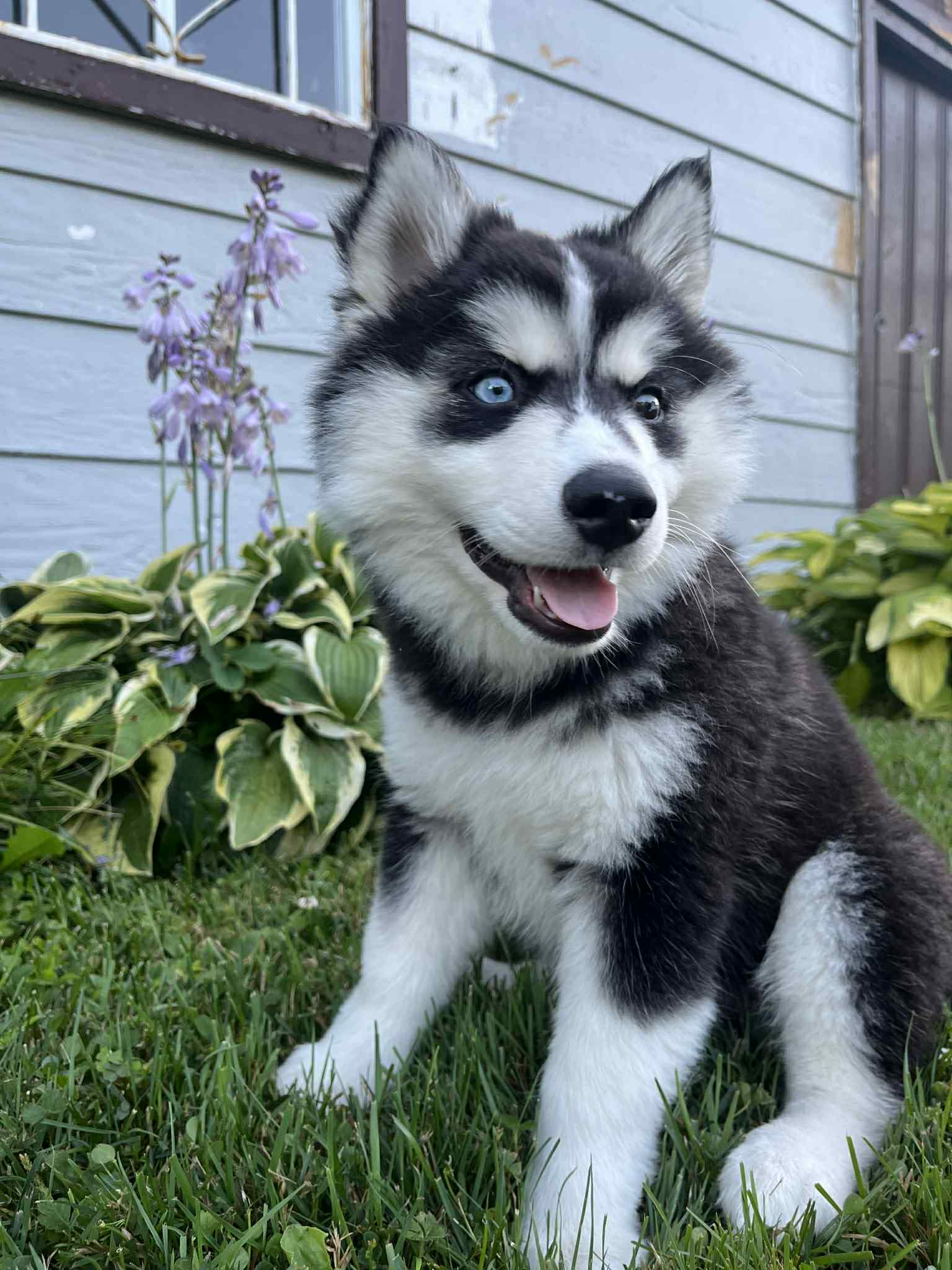 Pomsky