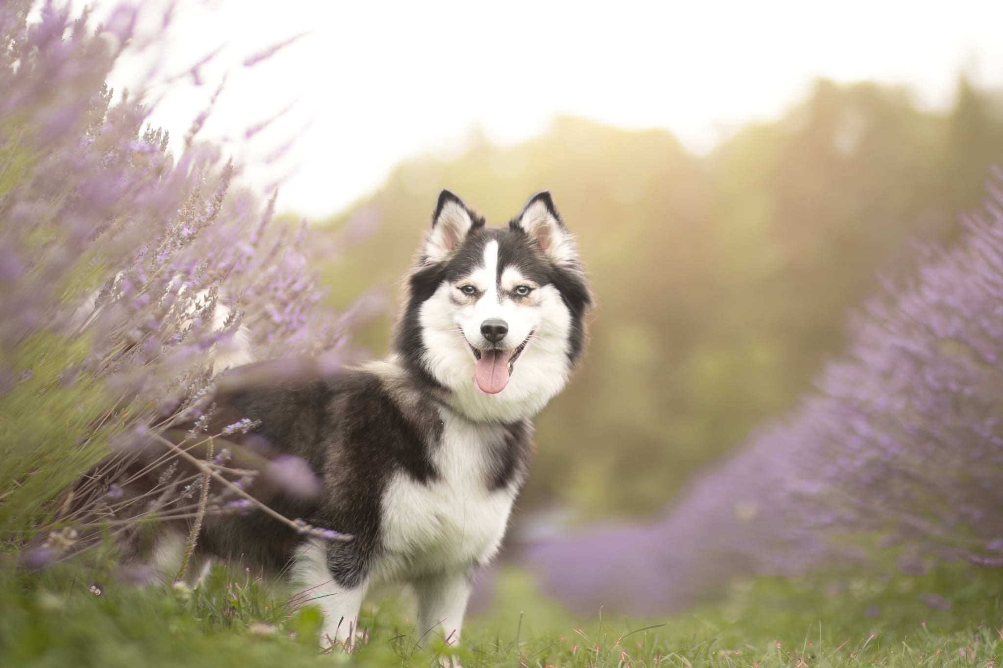 Photo de Sky