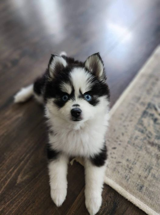 Mère: Nala