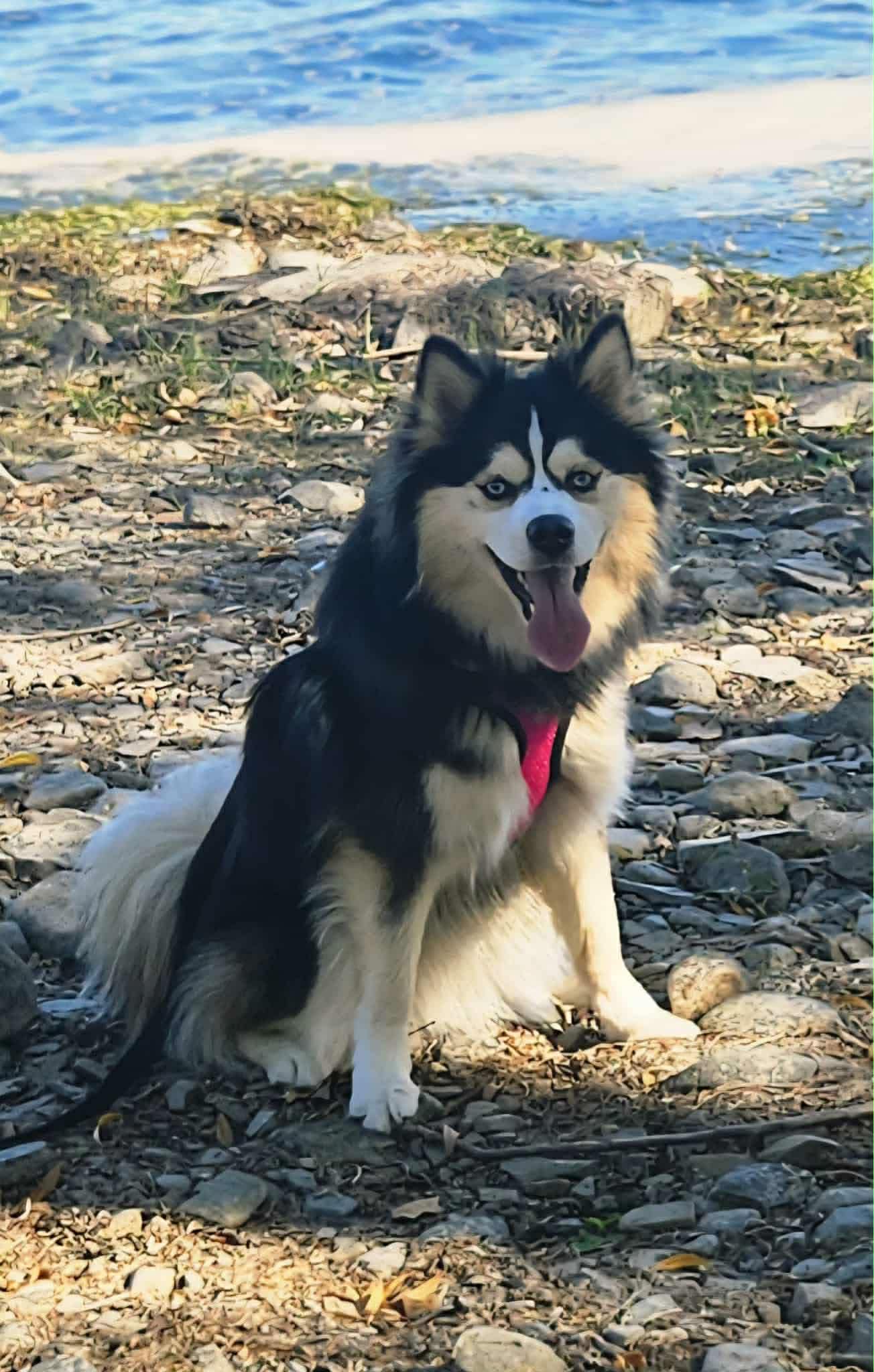 Photo de Vaiana