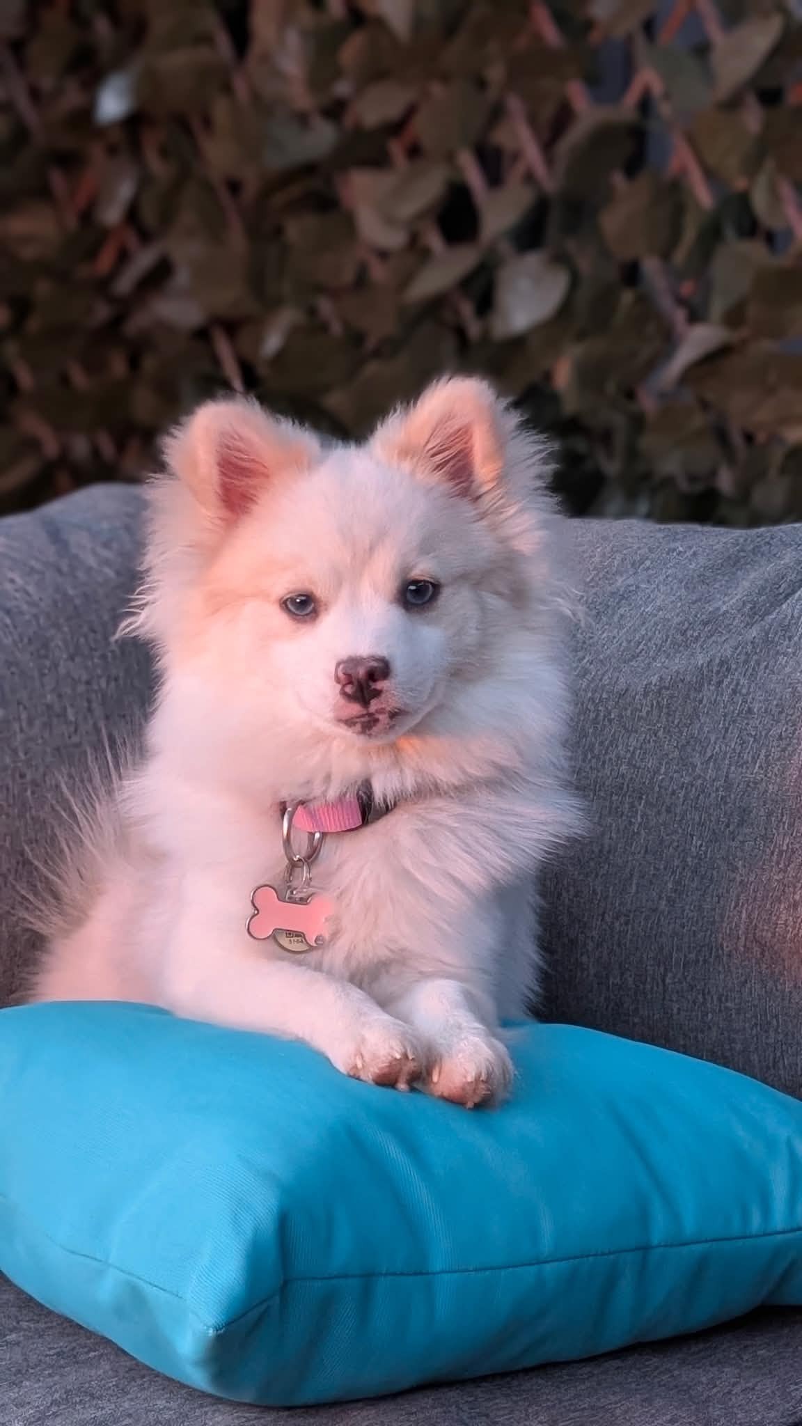 Elsa