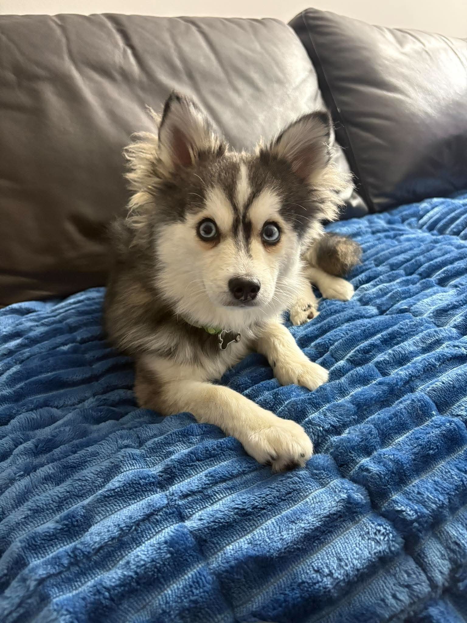 ROXY