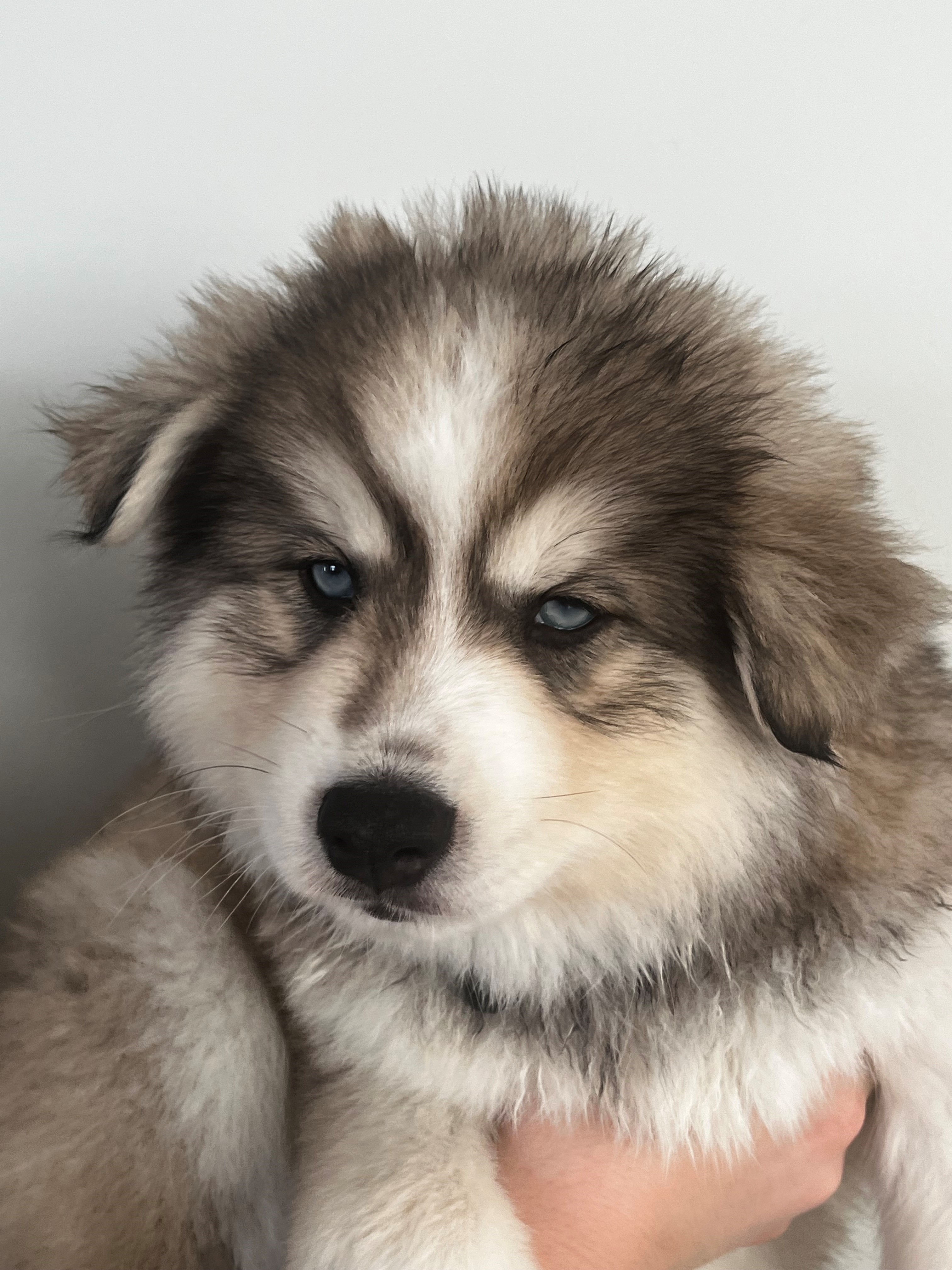 Sully