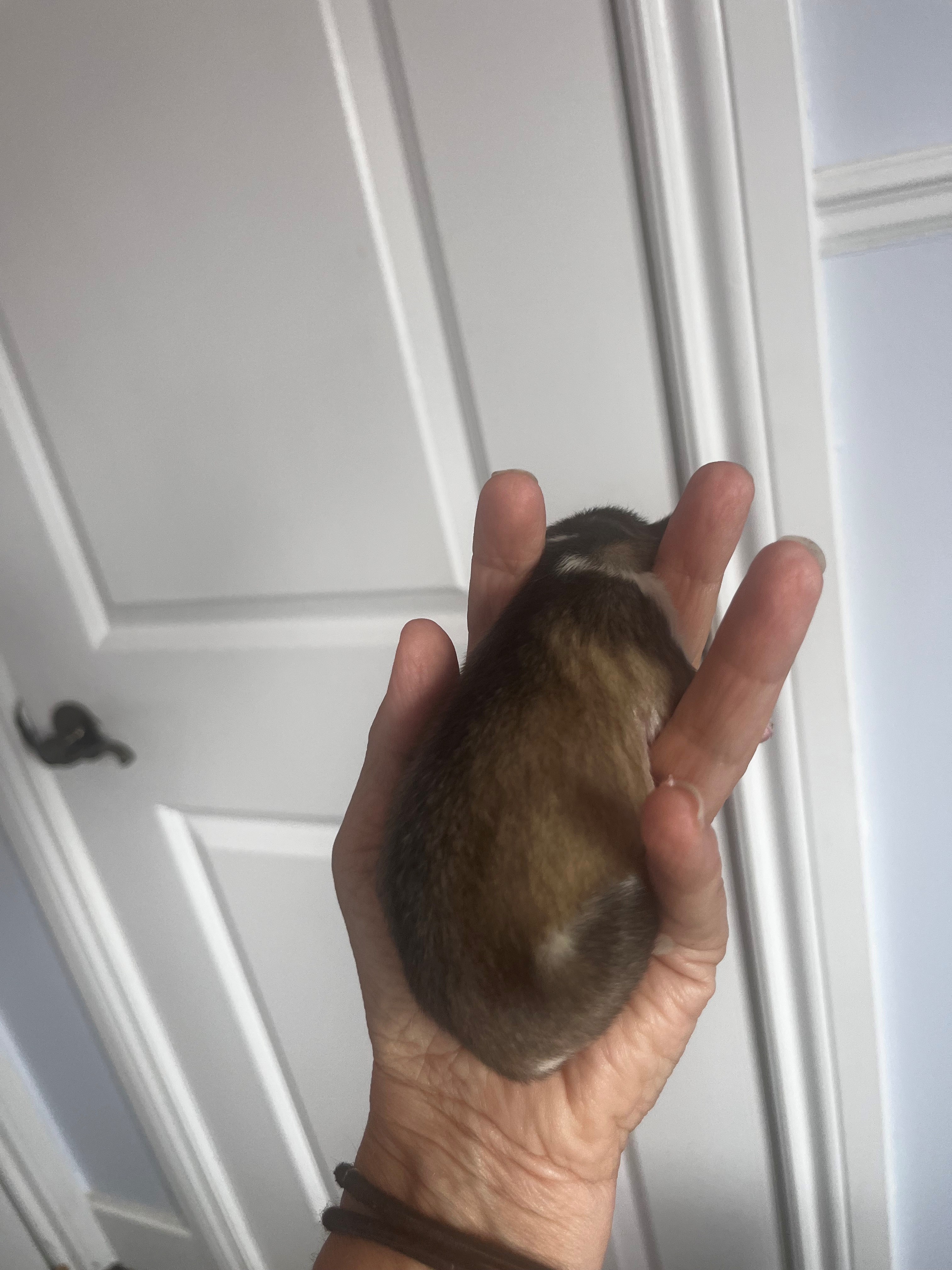 BURRITO